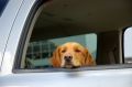 Как перевозить домашних животных в автомобиле?