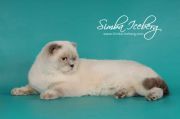  Rosabel -   (Scottish fold)