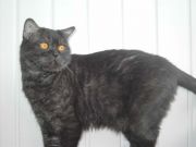  Kimberli Cat Viola -   (British shorthair)