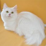  Metelica Krasa Kuril -    (Kurilian bobtail longhair)