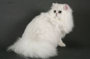  Lalli-Bell Cats Star -  (Persian)