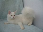  ICH Murmurcat Light Party (w 62)  -   (Main coon)