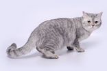  ELIT BELL FREYA BELVER -   (British shorthair)