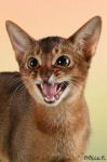  Exclusive Arlett  -  (Abyssinian)