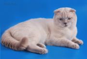     -   (Scottish fold)