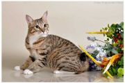  GoldenBob Altai  -    (Kurilian bobtail shorthair)