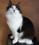  Vilda Krasa Kuril -    (Kurilian bobtail longhair)