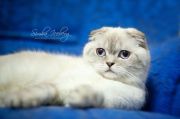  Paula -   (Scottish fold)