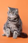  BOYARS FANTASY -  (Exotic shorthair)