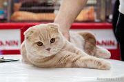  MORMOREAL CAT PERSEUS -   (Scottish fold)