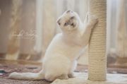  Alexandria of Simba Iceberg -   (Scottish fold)