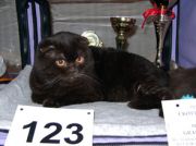  Maxima-Grand Avalon -   (Scottish fold)