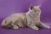  GOLAN LORD SERAFIM-RONALDO -   (British shorthair)