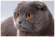     -   (Scottish fold)