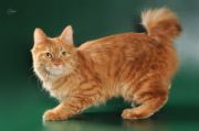     -    (Kurilian bobtail longhair)