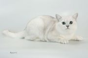Кошка CHESTER NEVSTAR - Британская короткошерстная (British shorthair)