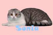  SONIA SILVER CAT -   (Scottish fold)