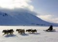 Как собаки Северный полюс открывали? (Одна страшная история)
