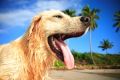 Чистит ли собачьи зубы сухой корм?
