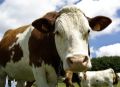 Что известно любителям молока о кормилице-корове?