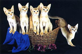 Абиссинские котята