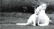 Белая кошка с котенком