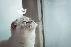 Ch. Paula - SFS bs 21 33 (www.Simba-Iceberg.com)