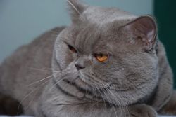 Тихон Дон Кинг GICH