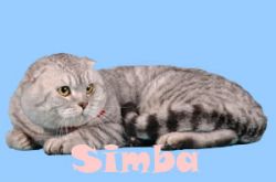 питомник Julia`s cat
