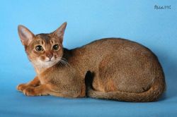 Абиссинская кошка