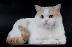 окрас: е 01 - кремовый ван