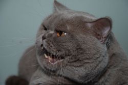 Выставка - Севастополь