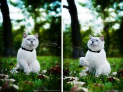 Ch. Benedict of Simba Iceberg - SFS 71 a 33 (www.Simba-Iceberg.com)