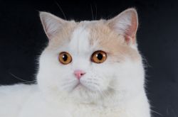 окрас: е 01 - кремовый ван