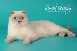 Ch. Rosabel - SFS c 33 (www.Simba-Iceberg.com)