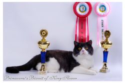 РRIMAVERA`S BISCUIT of KING FLOWER