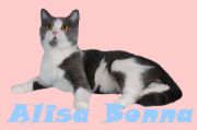  ALISA BONNA -   (Scottish straight)