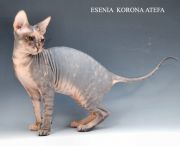  ESENIA KORONA ATEFA -   (Don sphinx)