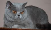 Кошка BONIK SHALATUR - Британская короткошерстная (British shorthair)