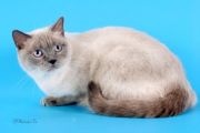 Кошка Ирма - Шотландская короткошерстная (Scottish straight)