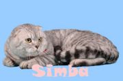  Simba Marmari Julia's Cat -   (Scottish fold)