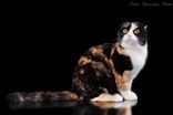 Кошка ARTEMIDA MAY of ELIT - Шотландская вислоухая (Scottish fold)