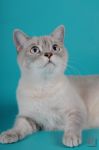 Кошка MUSLINA PRINCESS  II ARMAN CHARLS - Шотландская короткошерстная (Scottish straight)