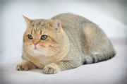 Кошка BO.NA.MU DIMITRIY - Британская короткошерстная (British shorthair)