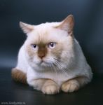 Кот Feli-Cat Absolute - Британская короткошерстная (British shorthair)