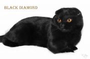 Кот Black Diamond  ( Жук),  - Шотландская вислоухая (Scottish fold)