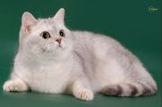 Кошка ANNO DOMINI ZARINA – SOKROVISTCHE ZARTI  - Британская короткошерстная (British shorthair)