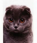 Кошка Gloria Don Clondaik - Шотландская вислоухая (Scottish fold)