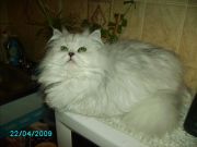 Кошка ALISA ZLATAZAR - Персидская (Persian)